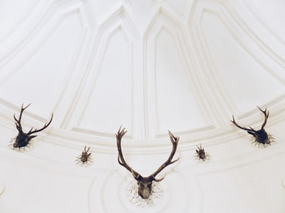 五个黑鹿头标本在白色的墙上
